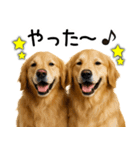 ゴールデンレトリバー☆ポジティブ即返信（個別スタンプ：5）