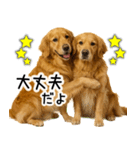ゴールデンレトリバー☆ポジティブ即返信（個別スタンプ：7）