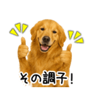 ゴールデンレトリバー☆ポジティブ即返信（個別スタンプ：8）