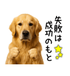 ゴールデンレトリバー☆ポジティブ即返信（個別スタンプ：9）