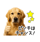 ゴールデンレトリバー☆ポジティブ即返信（個別スタンプ：10）