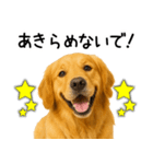ゴールデンレトリバー☆ポジティブ即返信（個別スタンプ：11）