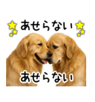 ゴールデンレトリバー☆ポジティブ即返信（個別スタンプ：12）