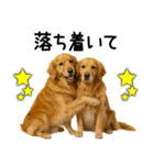 ゴールデンレトリバー☆ポジティブ即返信（個別スタンプ：13）