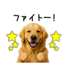 ゴールデンレトリバー☆ポジティブ即返信（個別スタンプ：14）