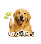 ゴールデンレトリバー☆ポジティブ即返信（個別スタンプ：17）