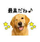ゴールデンレトリバー☆ポジティブ即返信（個別スタンプ：18）