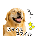 ゴールデンレトリバー☆ポジティブ即返信（個別スタンプ：20）