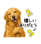 ゴールデンレトリバー☆ポジティブ即返信（個別スタンプ：21）
