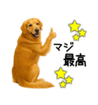 ゴールデンレトリバー☆ポジティブ即返信（個別スタンプ：22）
