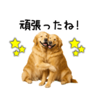 ゴールデンレトリバー☆ポジティブ即返信（個別スタンプ：23）