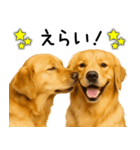 ゴールデンレトリバー☆ポジティブ即返信（個別スタンプ：24）