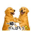 ゴールデンレトリバー☆ポジティブ即返信（個別スタンプ：25）