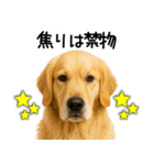 ゴールデンレトリバー☆ポジティブ即返信（個別スタンプ：26）