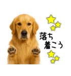ゴールデンレトリバー☆ポジティブ即返信（個別スタンプ：27）