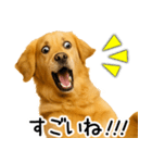 ゴールデンレトリバー☆ポジティブ即返信（個別スタンプ：28）