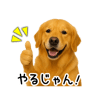 ゴールデンレトリバー☆ポジティブ即返信（個別スタンプ：29）