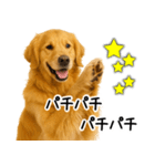 ゴールデンレトリバー☆ポジティブ即返信（個別スタンプ：30）