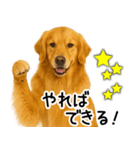 ゴールデンレトリバー☆ポジティブ即返信（個別スタンプ：31）