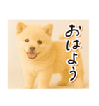 子犬のゆるく使う日常スタンプ（個別スタンプ：1）