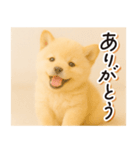 子犬のゆるく使う日常スタンプ（個別スタンプ：2）