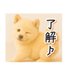 子犬のゆるく使う日常スタンプ（個別スタンプ：3）
