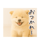 子犬のゆるく使う日常スタンプ（個別スタンプ：4）