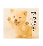 子犬のゆるく使う日常スタンプ（個別スタンプ：7）