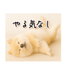 子犬のゆるく使う日常スタンプ（個別スタンプ：8）
