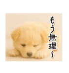 子犬のゆるく使う日常スタンプ（個別スタンプ：11）