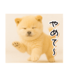 子犬のゆるく使う日常スタンプ（個別スタンプ：12）