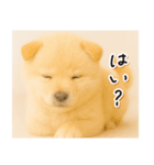 子犬のゆるく使う日常スタンプ（個別スタンプ：13）