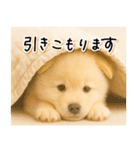 子犬のゆるく使う日常スタンプ（個別スタンプ：14）
