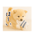 子犬のゆるく使う日常スタンプ（個別スタンプ：15）