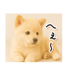 子犬のゆるく使う日常スタンプ（個別スタンプ：16）