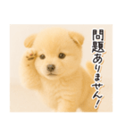 子犬のゆるく使う日常スタンプ（個別スタンプ：17）