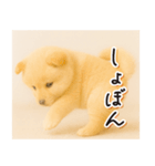 子犬のゆるく使う日常スタンプ（個別スタンプ：18）