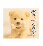 子犬のゆるく使う日常スタンプ（個別スタンプ：20）