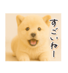 子犬のゆるく使う日常スタンプ（個別スタンプ：22）