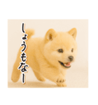 子犬のゆるく使う日常スタンプ（個別スタンプ：24）
