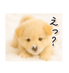 子犬のゆるく使う日常スタンプ（個別スタンプ：26）