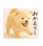 子犬のゆるく使う日常スタンプ（個別スタンプ：29）