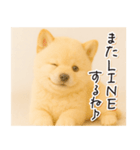 子犬のゆるく使う日常スタンプ（個別スタンプ：30）