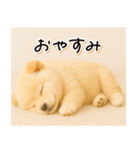 子犬のゆるく使う日常スタンプ（個別スタンプ：32）