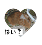 モルモットが肯定してくれるスタンプ（個別スタンプ：3）