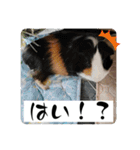 モルモットが肯定してくれるスタンプ（個別スタンプ：4）