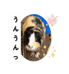 モルモットが肯定してくれるスタンプ（個別スタンプ：19）