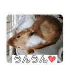 モルモットが肯定してくれるスタンプ（個別スタンプ：20）