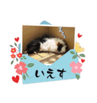 モルモットが肯定してくれるスタンプ（個別スタンプ：27）