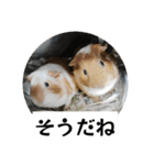 モルモットが肯定してくれるスタンプ（個別スタンプ：31）